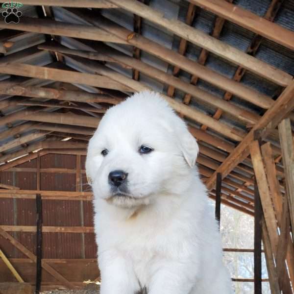 Angel, Great Pyrenees Puppy